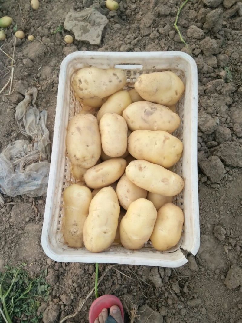 荷兰十五土豆通货2两以上