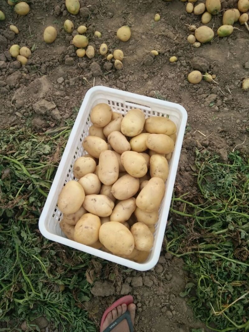 荷兰十五土豆通货2两以上