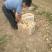 荷兰十五土豆通货2两以上