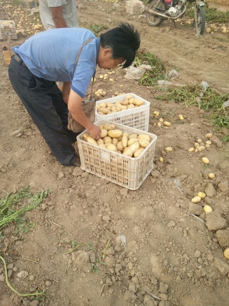 荷兰十五土豆通货2两以上
