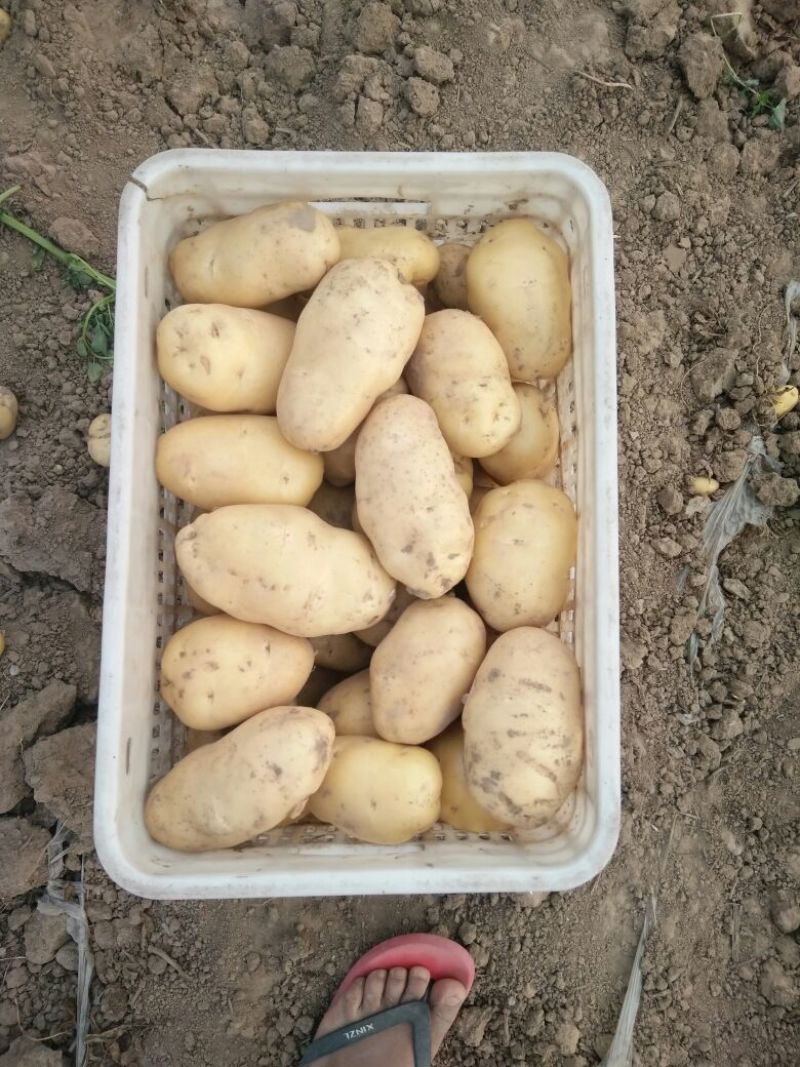 荷兰十五土豆通货2两以上