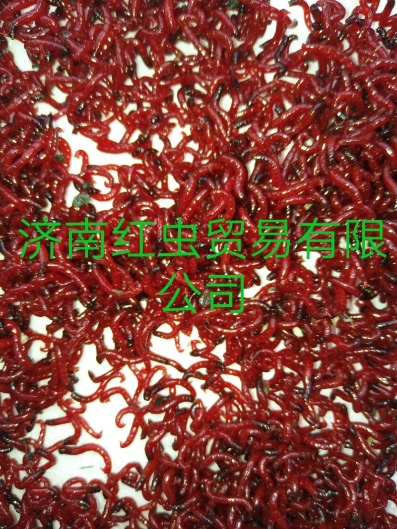 鱼饵