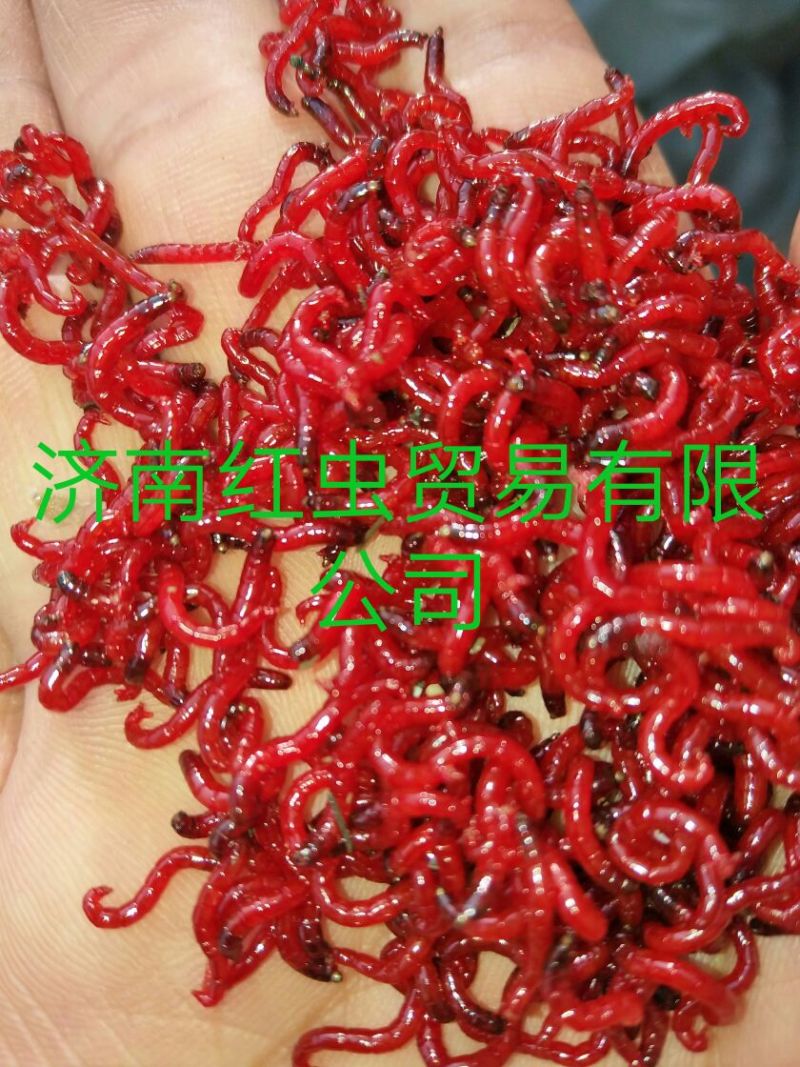 鱼饵