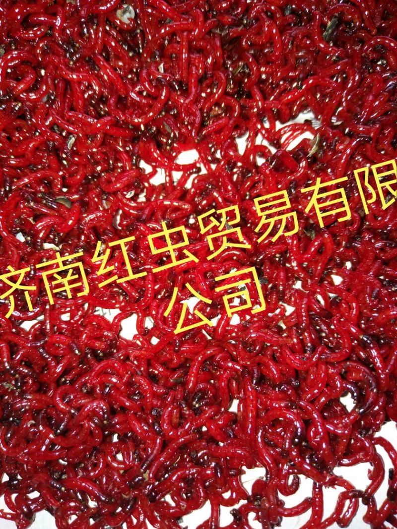 鱼饵