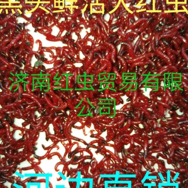 鱼饵