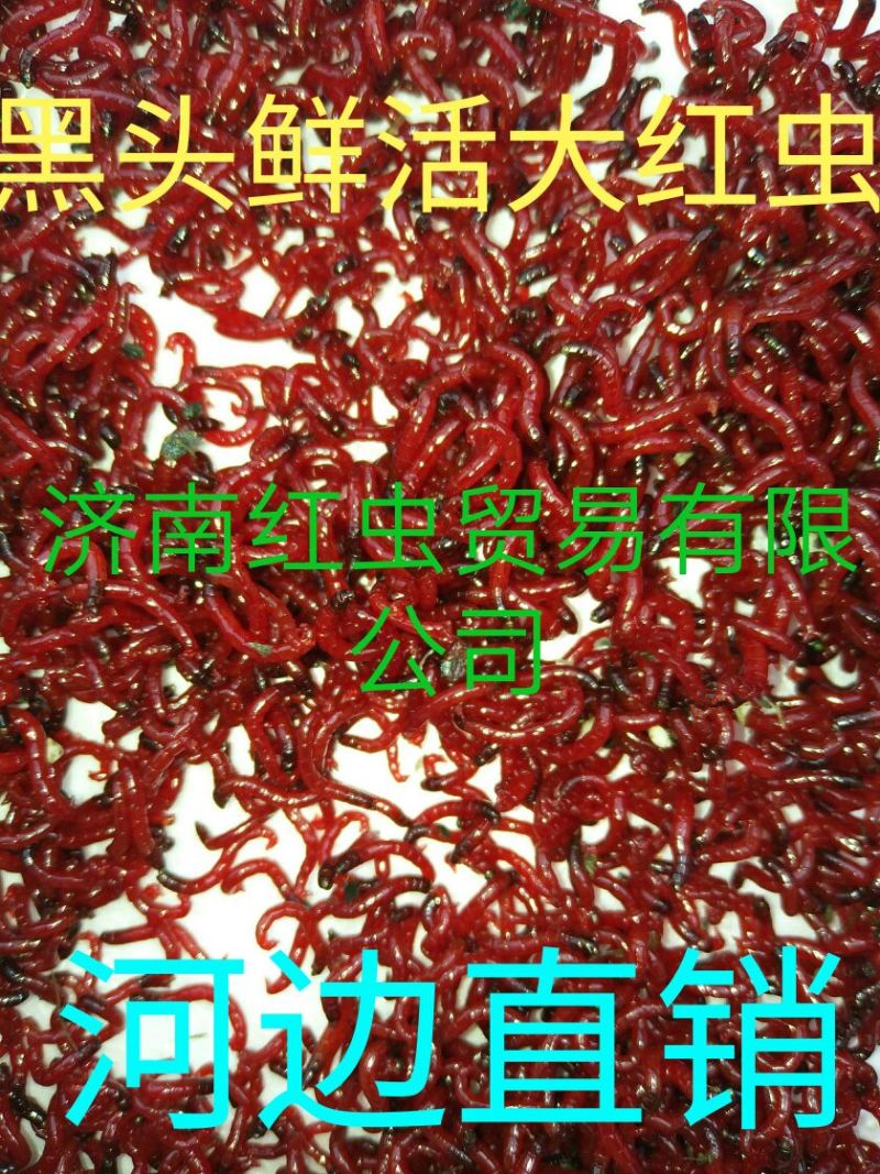 鱼饵