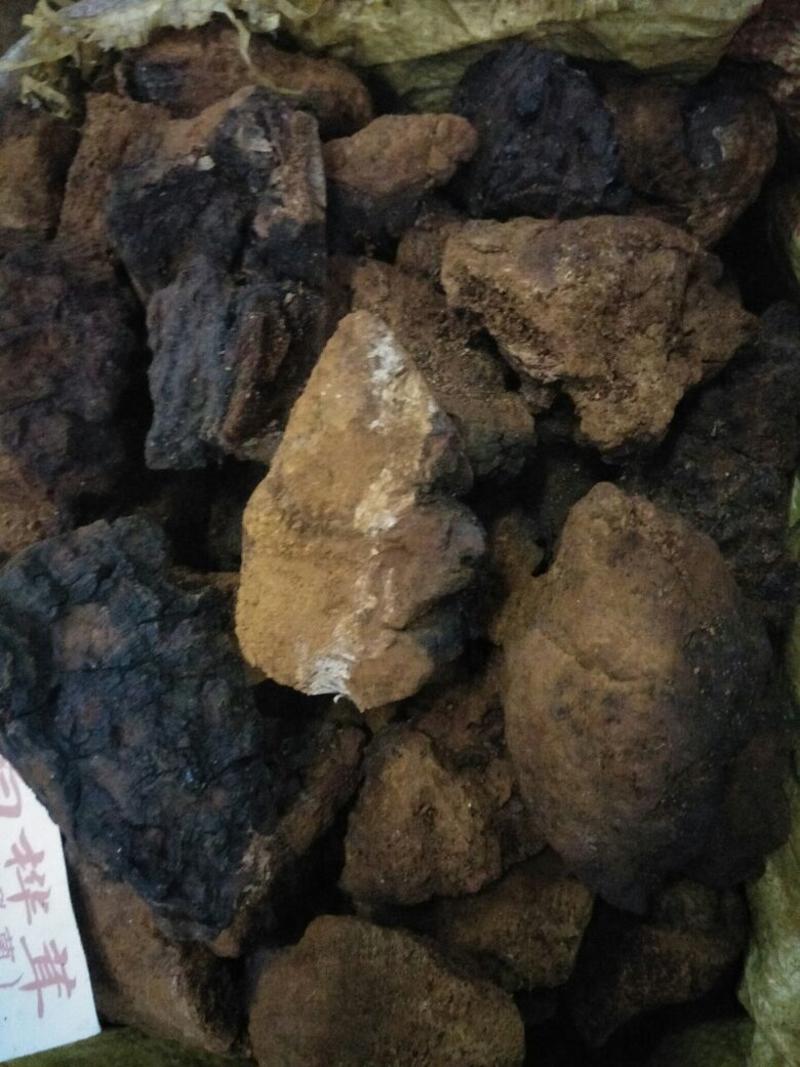 桦树茸桦褐孔菌俄罗斯白桦茸黑晶覆盖