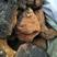 桦树茸桦褐孔菌俄罗斯白桦茸黑晶覆盖