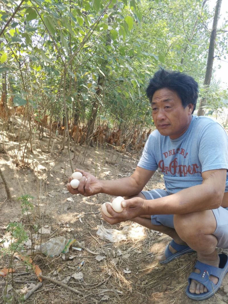 土鸡蛋食用50g以下