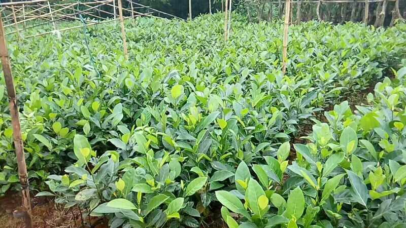 菠萝蜜苗稿接树