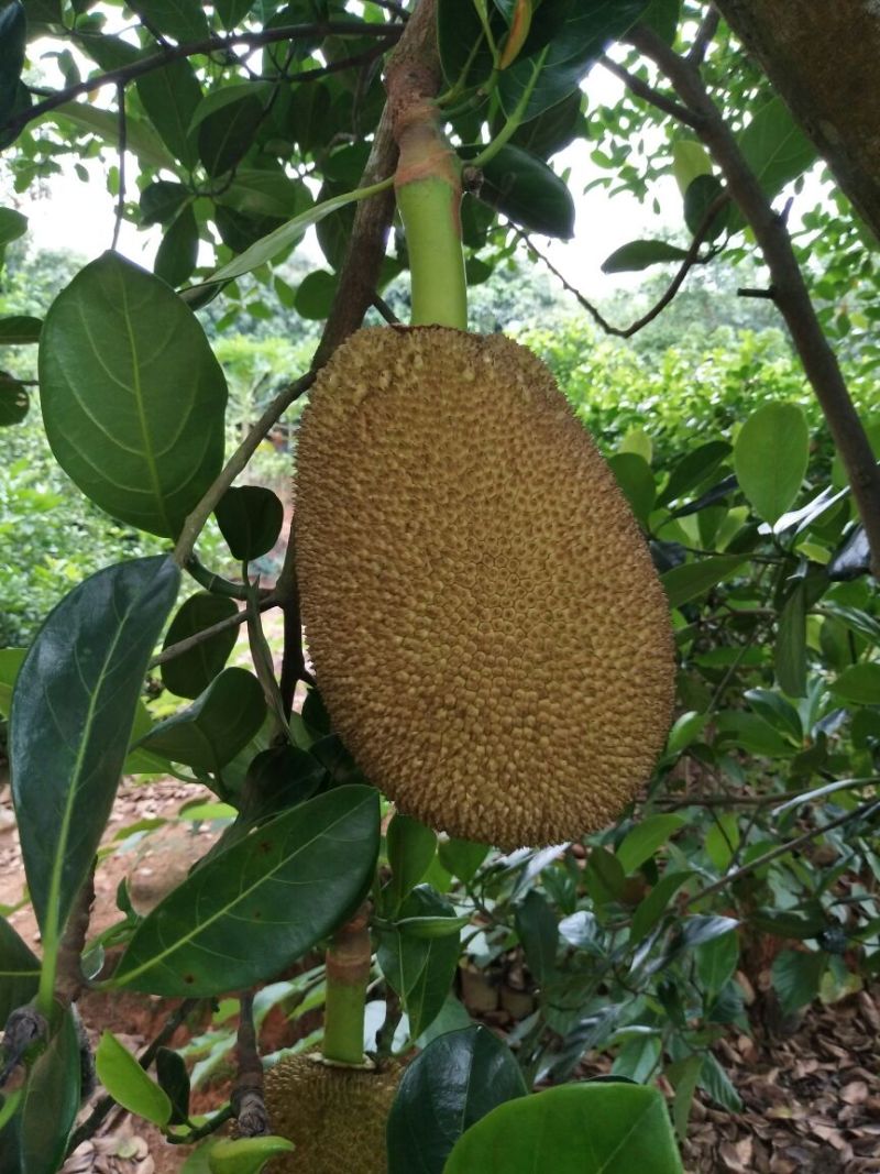 菠萝蜜苗稿接树