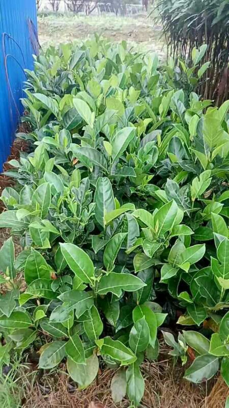 菠萝蜜苗稿接树