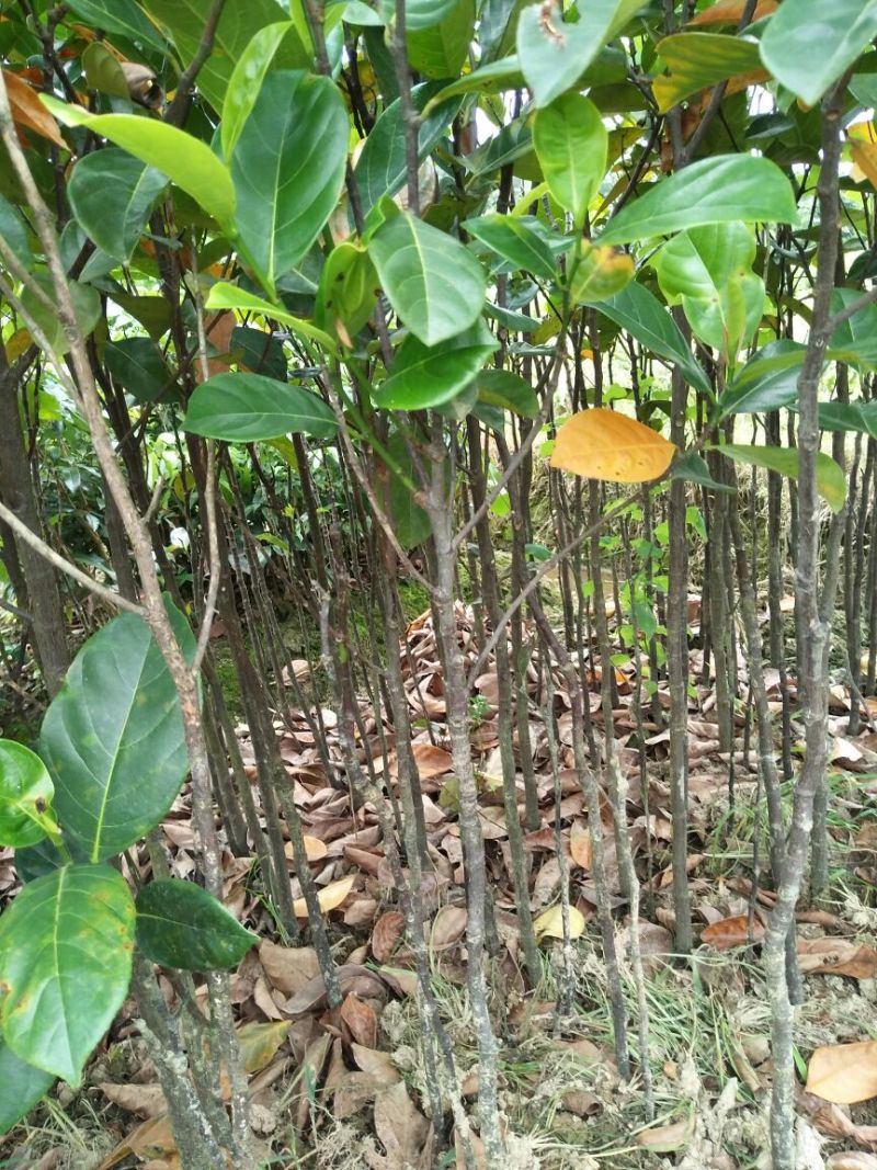 菠萝蜜苗稿接树