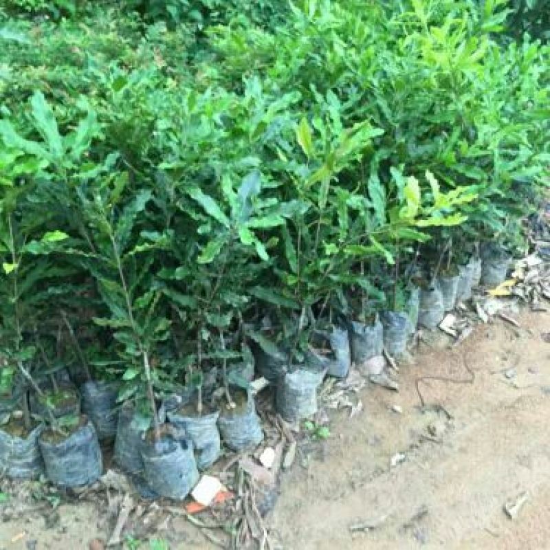 夏威夷果苗80~100cm