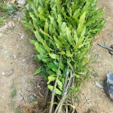 夏威夷果苗80~100cm