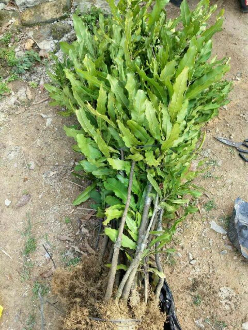 夏威夷果苗80~100cm