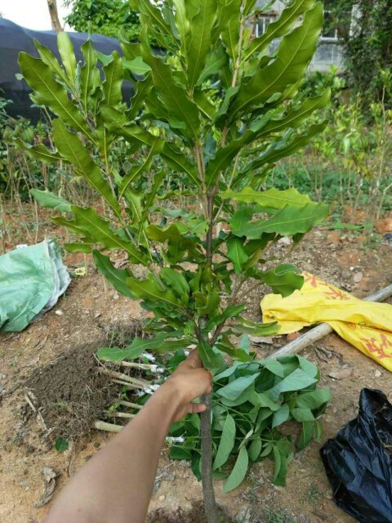 夏威夷果苗80~100cm