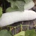 热销大棚白冬瓜长白条条形好粉多产地供欢迎新老客户咨询