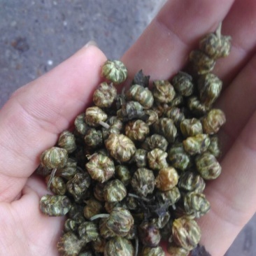 菊花茶特级