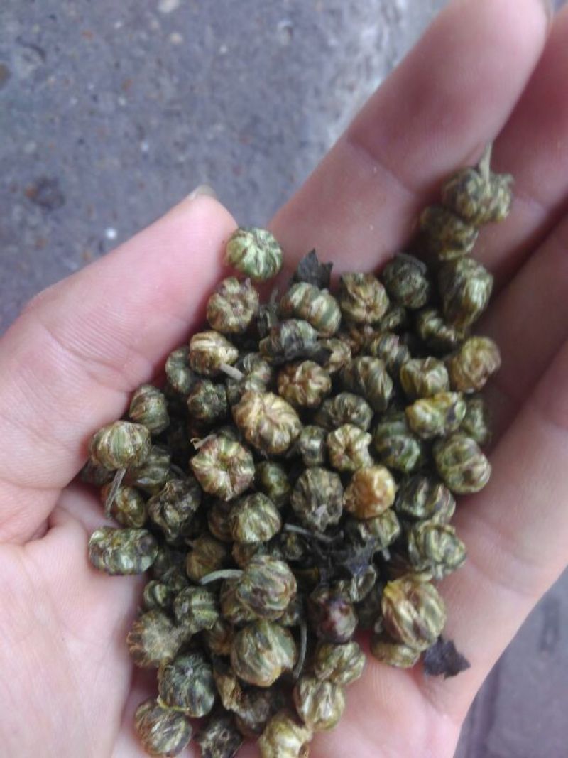 菊花茶特级