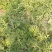 8424西瓜6斤打底9成熟1茬