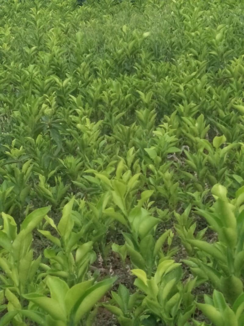 春见苗30~50cm