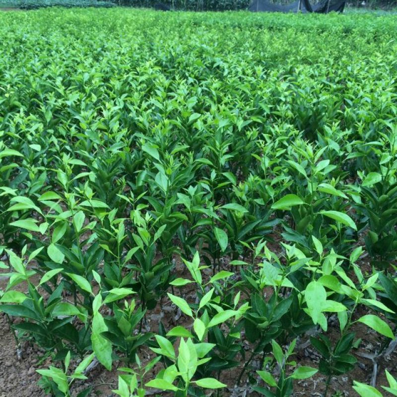 沃柑苗30~50cm