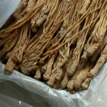 当归中