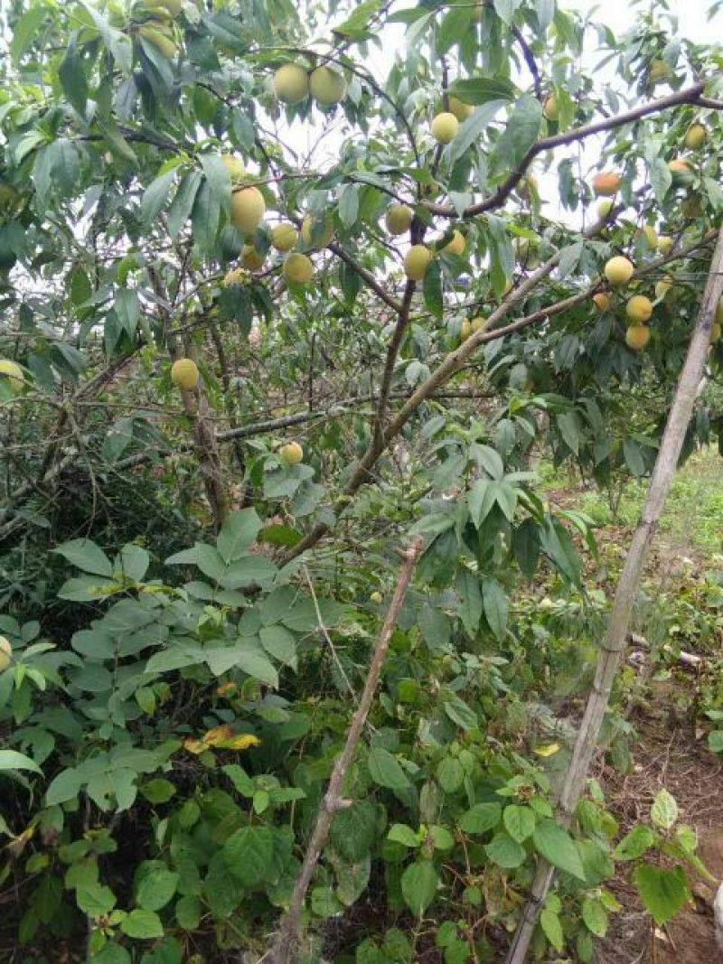 毛桃树苗70~80cm