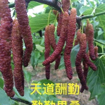 【有好货】台湾长果桑树苗海宁嫁接果桑苗长果桑葚苗包好