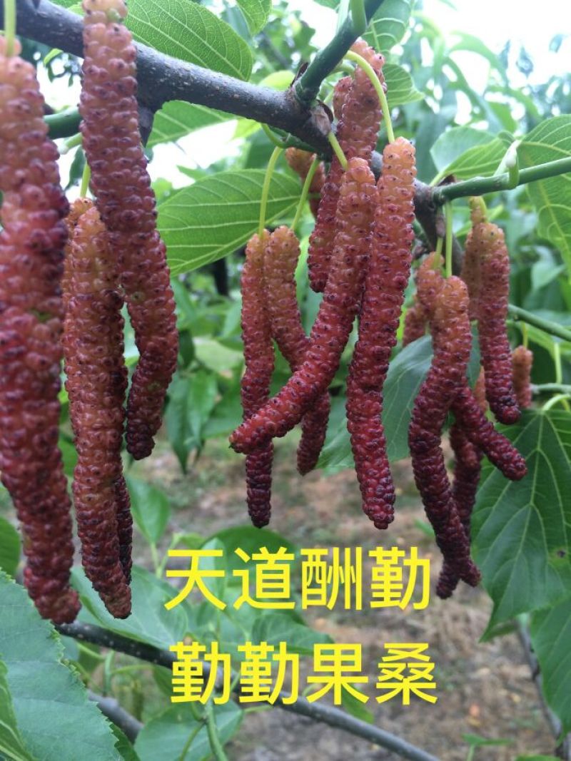 【有好货】台湾长果桑树苗海宁嫁接果桑苗长果桑葚苗包好
