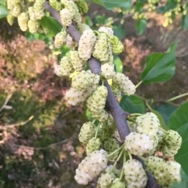果桑苗韩国大白珍珠桑葚苗特甜味道好抗寒耐旱