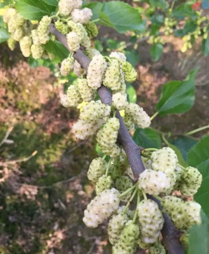 果桑苗韩国大白珍珠桑葚苗特甜味道好抗寒耐旱