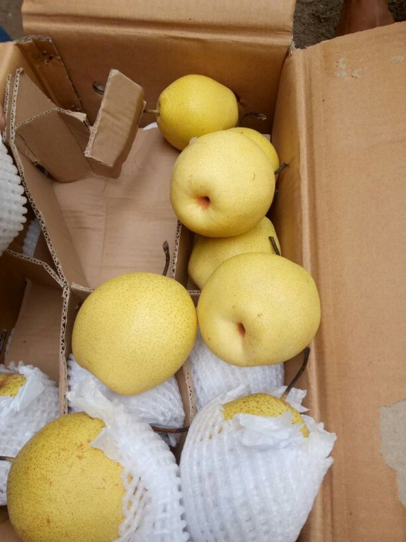 水晶鸭梨发往全国各地质量好价格低欢迎全国各地客商速来订购