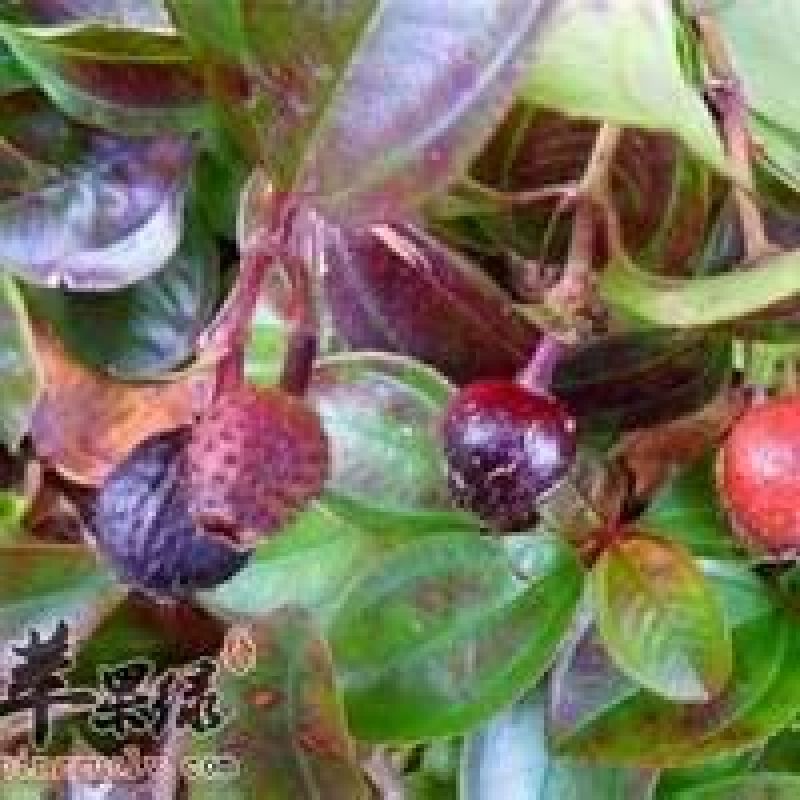 野地瓜2cm以下