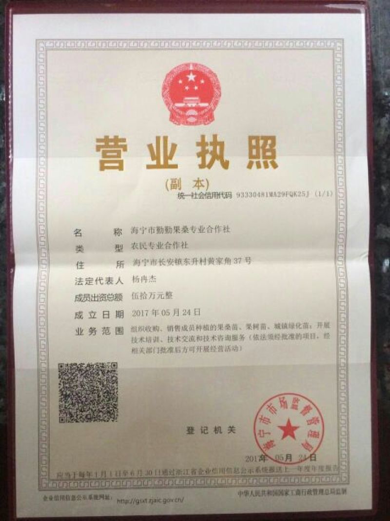 果桑苗韩国大白珍珠桑葚苗特甜味道好抗寒耐旱