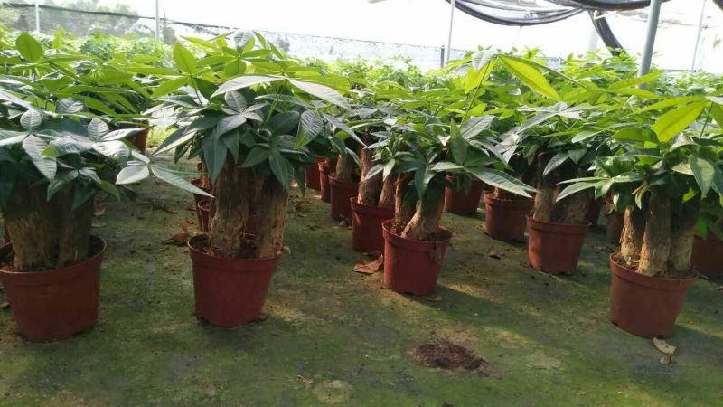 发财树三颗发财树盆栽