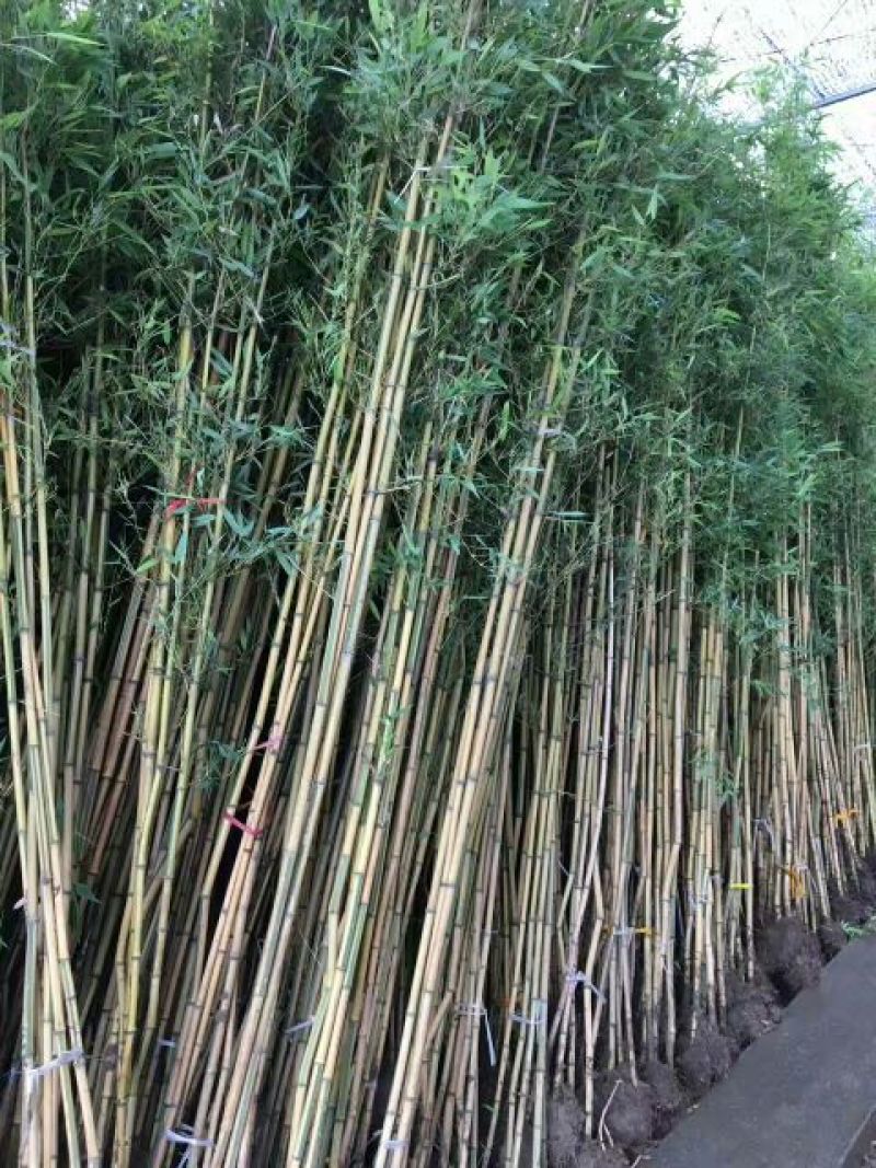 金镶玉竹3~4m