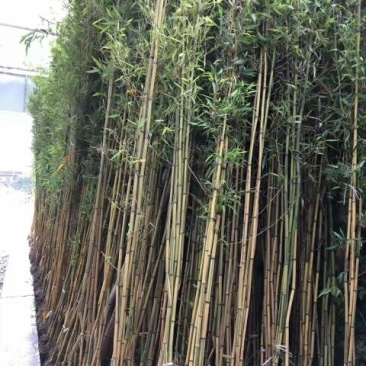 金镶玉竹3~4m