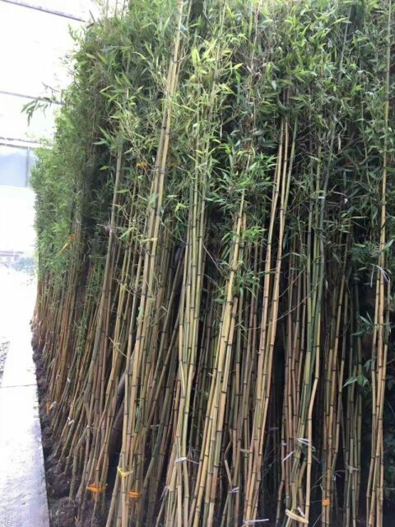 金镶玉竹3~4m