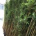 金镶玉竹3~4m
