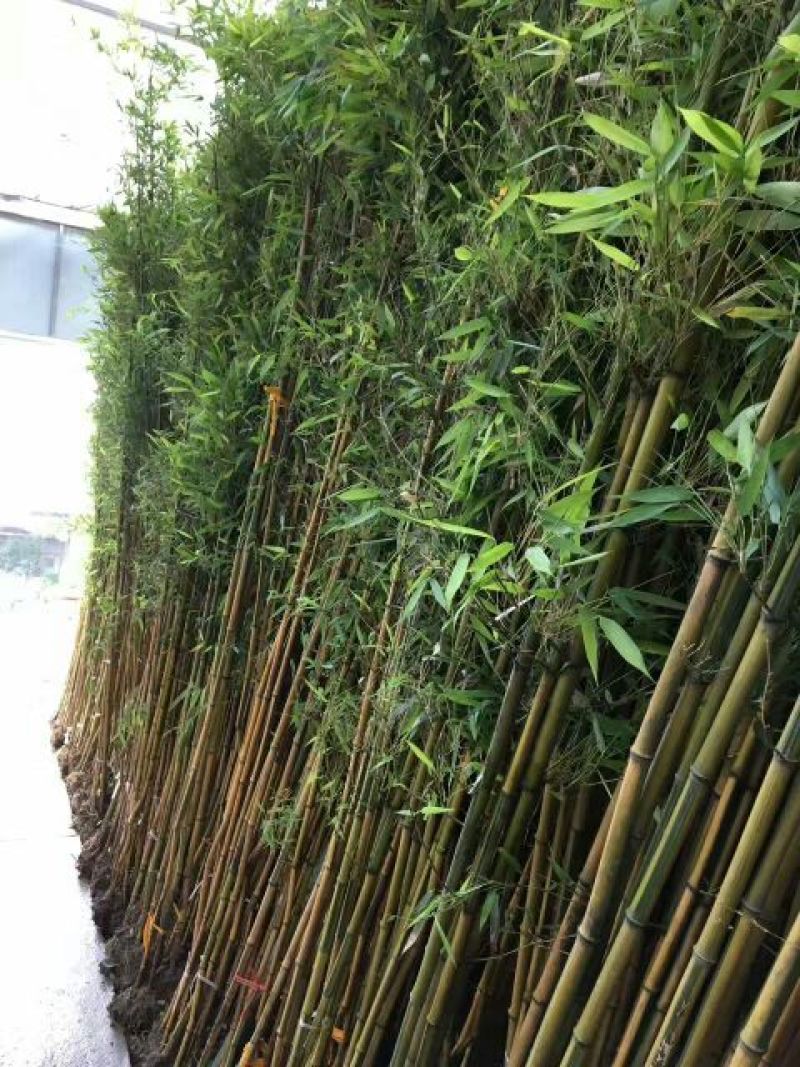 金镶玉竹3~4m