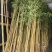 金镶玉竹3~4m