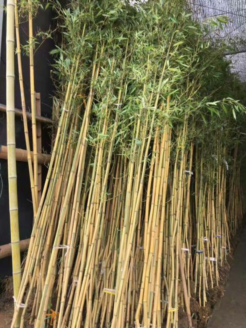 金镶玉竹3~4m