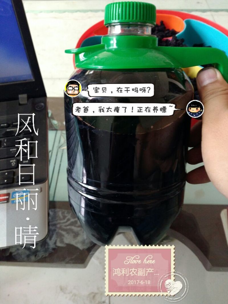 果醋桑果醋3瓶100元包邮