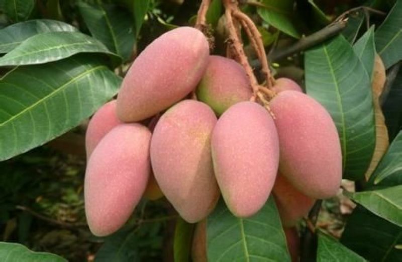 贵妃芒2两以上