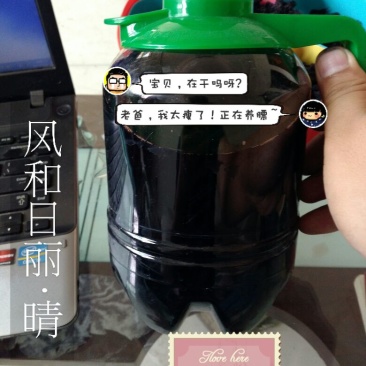 果醋