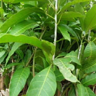 芒果树