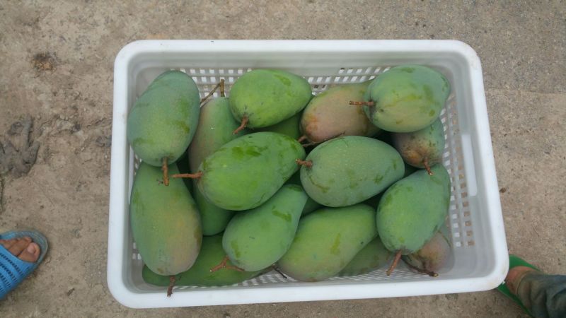 金煌芒15两以上