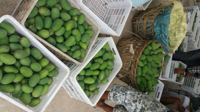 金煌芒15两以上